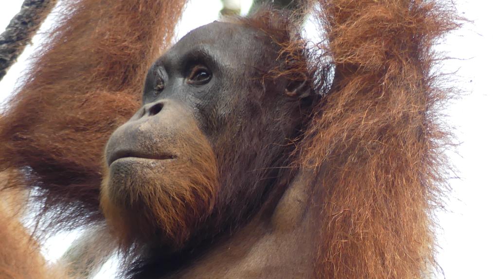 058 Orangutan Sanctury