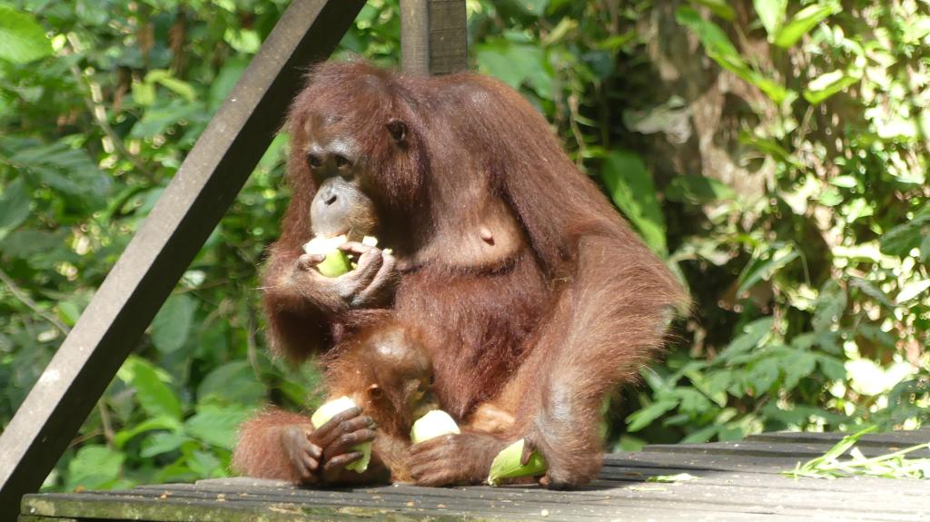 275 Orang Utan Sanctuary