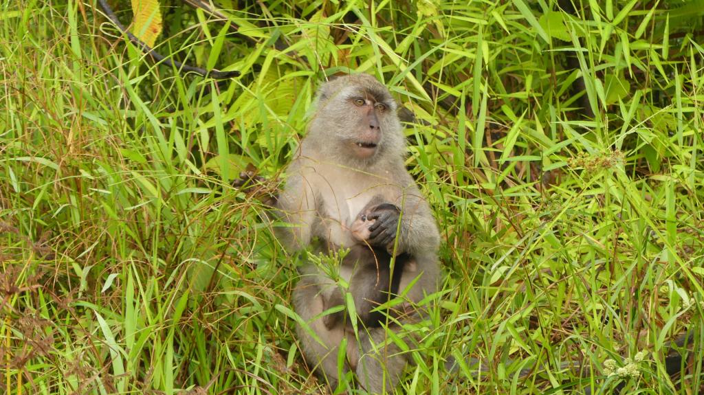 386 Kinabatangan Flussfahrt
