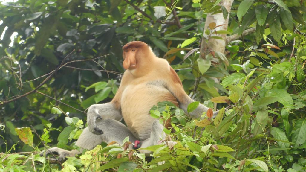 412 Kinabatangan Flussfahrt