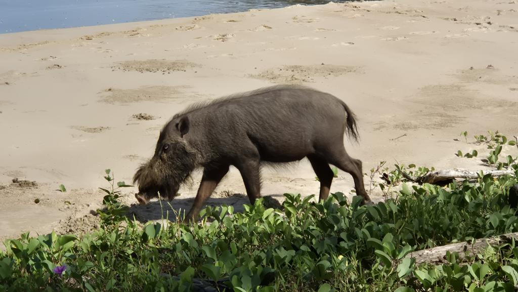 439 Bako Nationalpark
