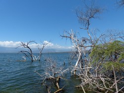 Lago