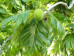 10-Brot-Frucht