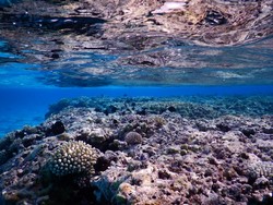 5024 Beveridge Reef