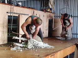 6034 Ship Shearing