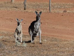 6035 Gawler Ranges