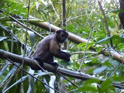 165-Affe