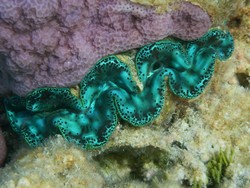 2000 Atoll Raroia
