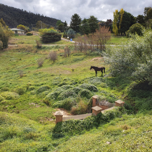 304-Omeo