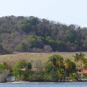 6-Kühe-in-Caye-Caritan