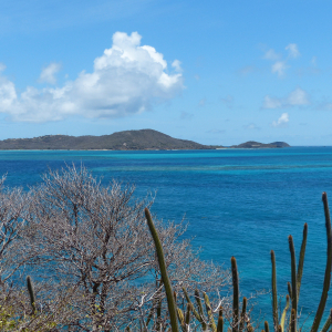 58-Palm-Island