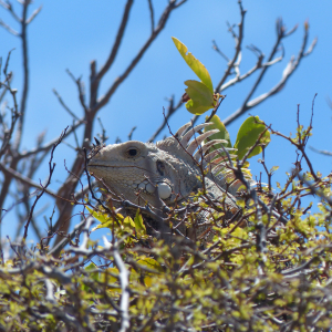 65-Leguan
