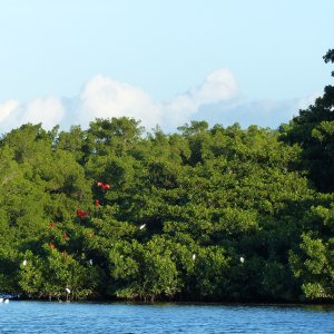 194-Scarlet-Ibis