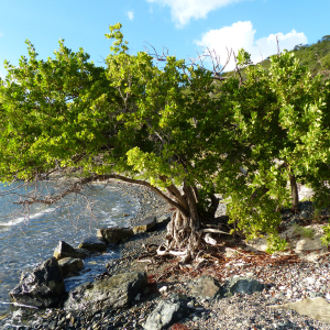 125-Baum-am-Strand