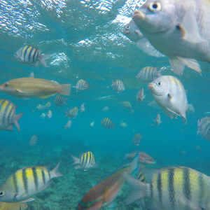 72-Fische-Isal-Catalina