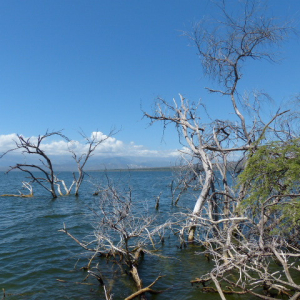 295-Lago-Enriquillo