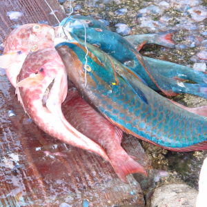 65-Frischer-Fisch