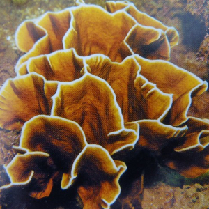 76-Fire-Coral