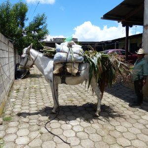 362-Cavallo-Campesino