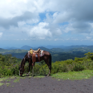426-Caballo