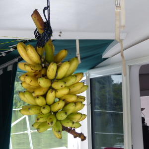 66-Bananenast