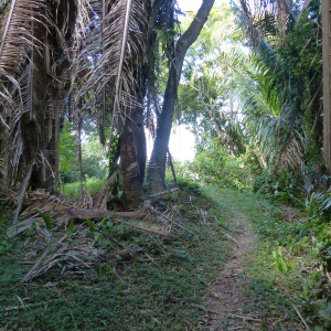 118-Botanic-garden