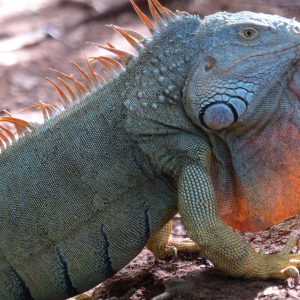 27-Iguana