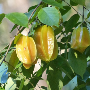 Sternfrucht
