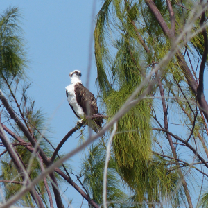31-Seeadler