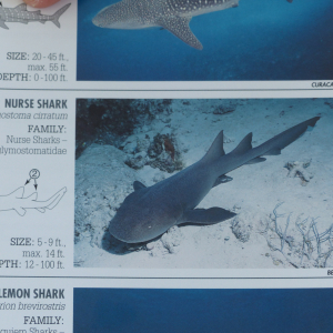 57-Nursshark