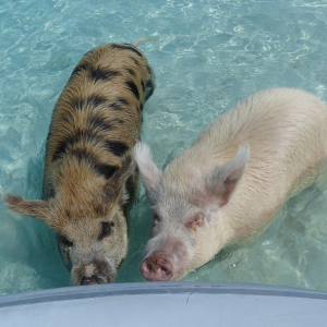 96-Swimming-Pigs