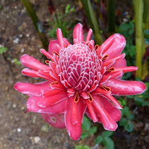 101-Blumenpracht
