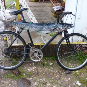 138-Bicycle-Fish