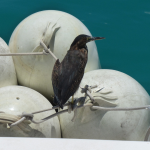 384-Vogelbesuch
