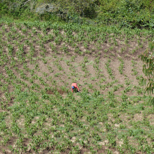 189-Felder-bestellen
