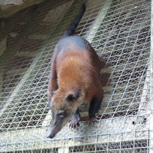 271-Nasenbär-im-Affenheim