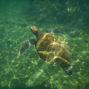 220-Schildkröte