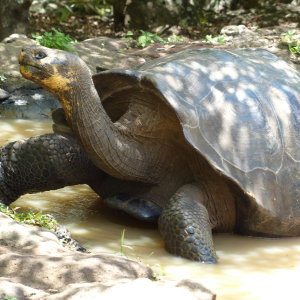 53-Landschildkröte