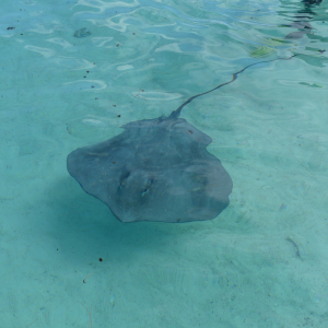 25-Schwimmen-mit-Stingray