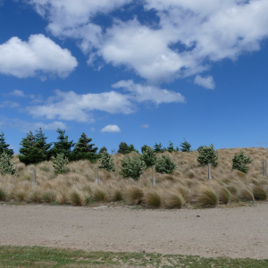 1141-Waihola-bis-Nugget-Point