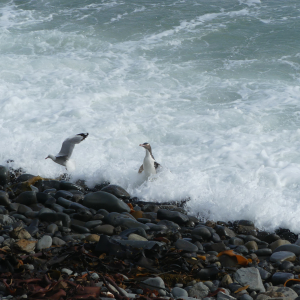 1156-Nugget-Point