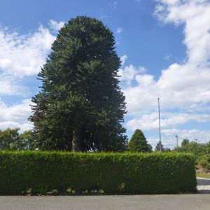 1294-Tuatapere