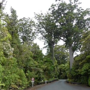 312-Waipoua-Forest
