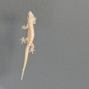 115-Haus-Geko
