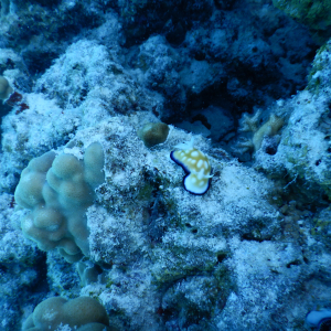 242-Nudibranche
