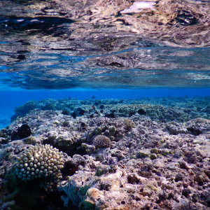 17-Beveridge-Reef
