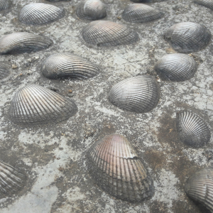 19-Muschelboden
