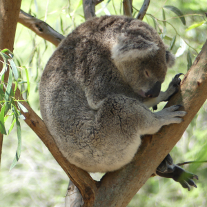567-Taronga-Zoo-Kuala 