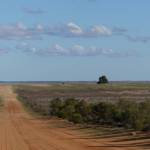 890-Mungo-NP