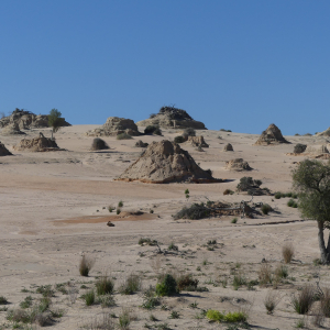 908-Mungo-NP